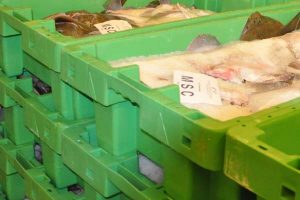 Miljømærker sikrer flere fisk i havet.  Foto: Fiskeauktion Hvide Sande MSC mærkede fisk  -  FiskerForum