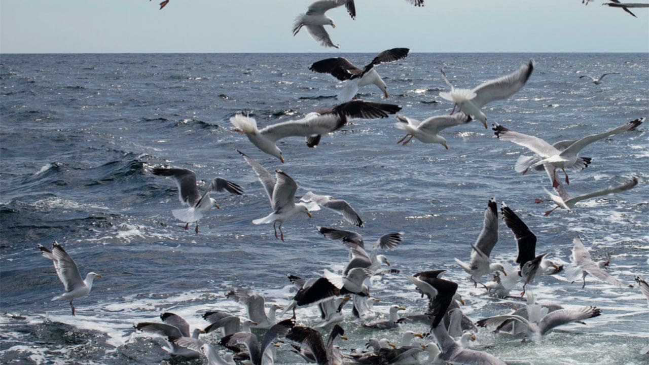 Read more about the article Hvis ikke mågerne skal være de eneste på havet, skal kystfiskerne også stramme op