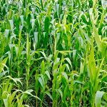 Nye forskningsresultater viser, at stigende CO2-niveauer gør landbrugsafgrøder fattigere på vigtige næringsstoffer. Det skyldes, at planterne i et CO2-rigt miljø prioriterer lynhurtig dannelse af kulhydrater frem for optag af essentielle mineraler som zink og jern. foto: FiskerForum.dk