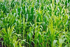 Nye forskningsresultater viser, at stigende CO2-niveauer gør landbrugsafgrøder fattigere på vigtige næringsstoffer. Det skyldes, at planterne i et CO2-rigt miljø prioriterer lynhurtig dannelse af kulhydrater frem for optag af essentielle mineraler som zink og jern. foto: FiskerForum.dk