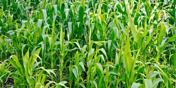 Nye forskningsresultater viser, at stigende CO2-niveauer gør landbrugsafgrøder fattigere på vigtige næringsstoffer. Det skyldes, at planterne i et CO2-rigt miljø prioriterer lynhurtig dannelse af kulhydrater frem for optag af essentielle mineraler som zink og jern. foto: FiskerForum.dk