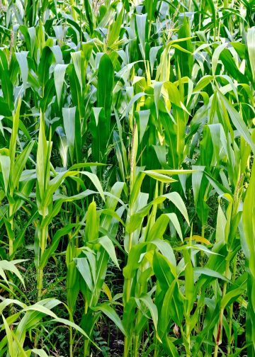 Nye forskningsresultater viser, at stigende CO2-niveauer gør landbrugsafgrøder fattigere på vigtige næringsstoffer. Det skyldes, at planterne i et CO2-rigt miljø prioriterer lynhurtig dannelse af kulhydrater frem for optag af essentielle mineraler som zink og jern. foto: FiskerForum.dk