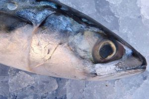Makrel - Mackerel - Scomber scombrus - FiskerForum