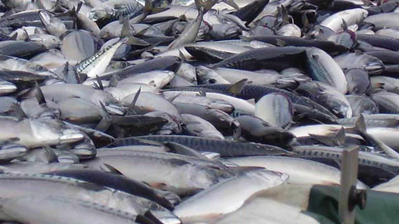 Read more about the article Strid om makrel: EU klar med sanktioner mod Grønland og Island