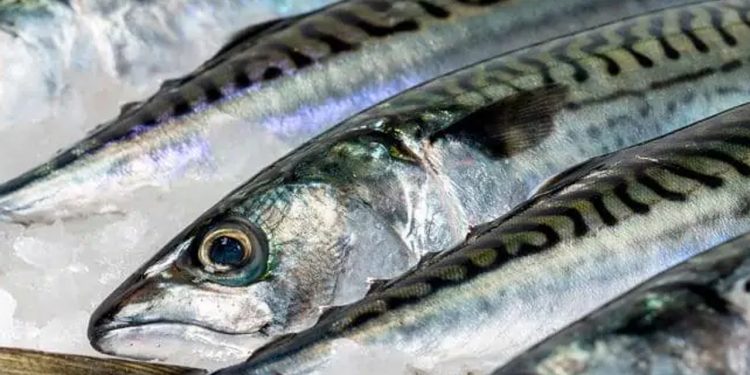 Norge og Storbritannien snupper 59 procent af den samlede makrel TAC i Nordøst Atlanten arkivfoto: makrel - FiskerForum.dk