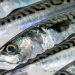 Norge og Storbritannien snupper 59 procent af den samlede makrel TAC i Nordøst Atlanten arkivfoto: makrel - FiskerForum.dk