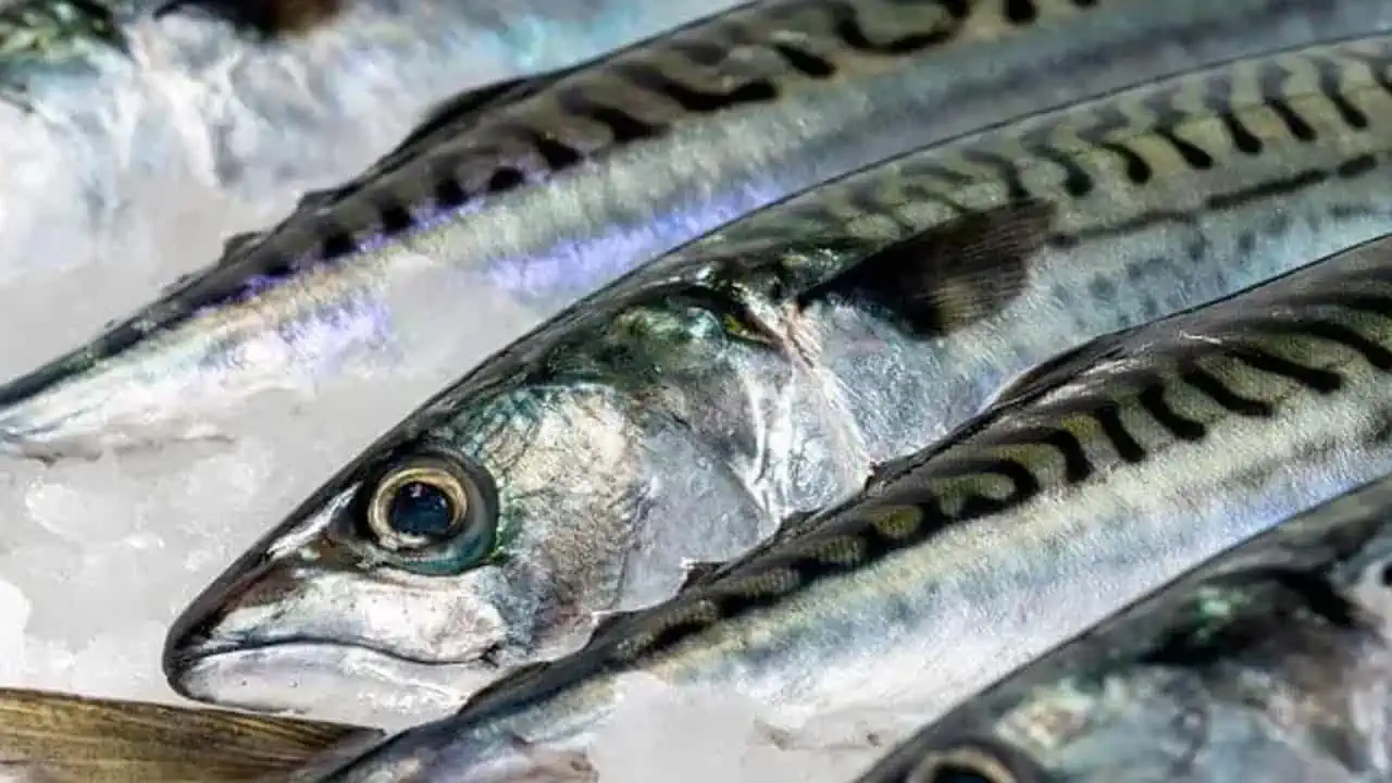 Read more about the article Norge og Storbritannien snupper 59 procent af den samlede makrel TAC i Nordøst Atlanten