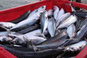 ICES: Nordatlantiske fangster af makrel skal ned!