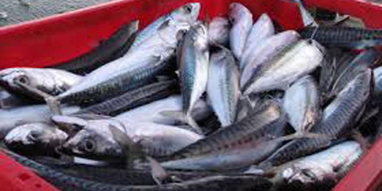 ICES: Nordatlantiske fangster af makrel skal ned!
