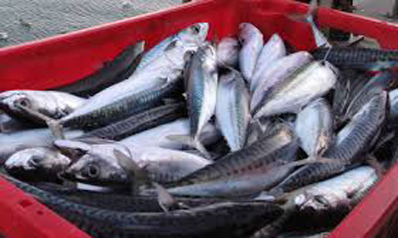 Read more about the article ICES: Nordatlantiske fangster af makrel skal ned!