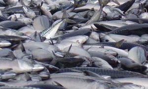 Færøerne ønsker fiskeriaftale med UK efter Brexit
