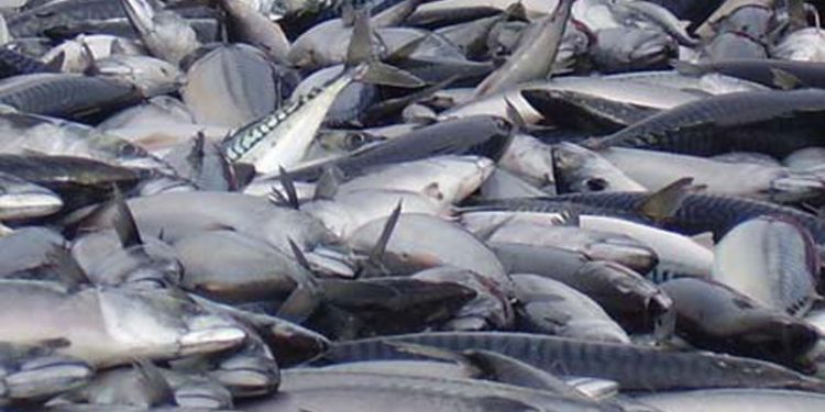 Færøerne ønsker fiskeriaftale med UK efter Brexit