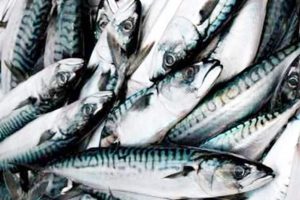 Færøerne: Fiskeindustrien modtager tonsvis af makrel. foto: FiskerFlorum.dk