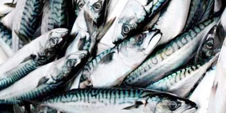 Færøerne: Fiskeindustrien modtager tonsvis af makrel. foto: FiskerFlorum.dk