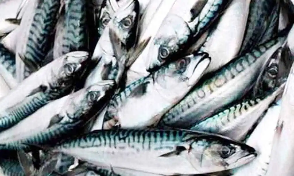 Read more about the article Færøerne: Fiskeindustrien modtager tonsvis af makrel