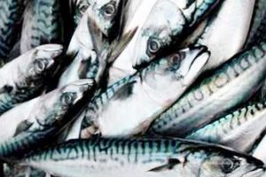 Havstovan og det færøske fiskeriministerium har uddelt makrelkvote til prøvefiskeri foto: FiskerForum.dk