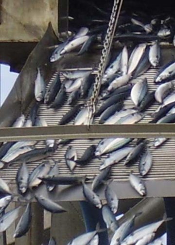 Fiskeriet efter makrel har været i området nord for Færøerne, hvor de har haft et godt fiskeri