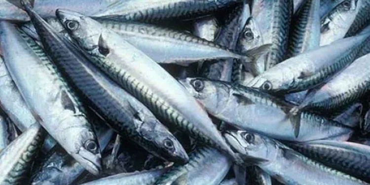 Mens kyststaterne endnu ikke kan blive enige om kvotefordelingen af makrel, lander færøske, islandske og grønlandske fartøjer i disse uger store mængder makrel i hjemlige havne. foto: Fiskur.fo