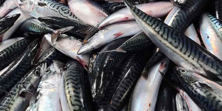 Det Internationale Havforskningsråd (ICES) har i denne uge landet en bombe springe blandt de fiskefartøjer som primært fisker makrel og blåhvilling. foto: Havstovan