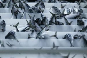 Makrelen er én af de mest betydningsfulde arter for Færøerne og det færøske fiskeri. foto. Fiskur.fo