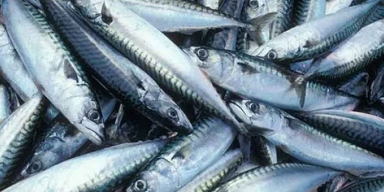 Makrelfiskeriet er for tiden også i fuld gang, og flere danske og færøske trawlere lander i disse dage store fangster af makrel, der er blevet fisket i britisk farvand. foto: Fiskur