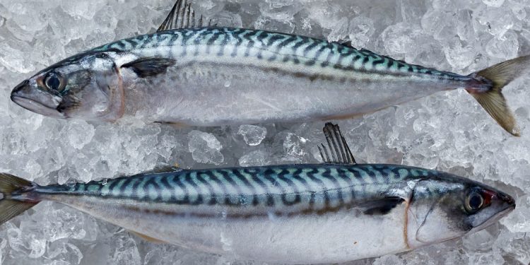 Alarm i det Nordøstlige Atlanterhav - Vitale fiskebestande er fisket med 4,8 mio tons over ICES anbefaling - foto: MSC