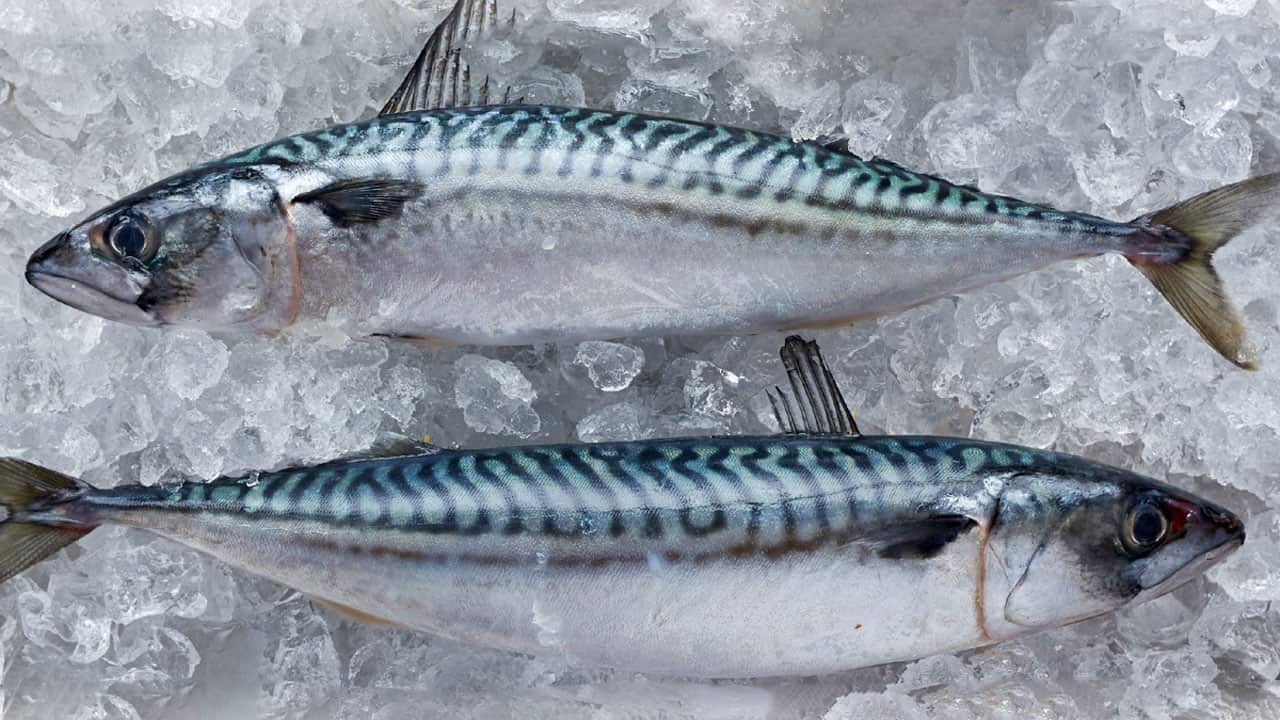 Read more about the article Alarm i det Nordøstlige Atlanterhav – Vitale fiskebestande er fisket med 4,8 mio tons over ICES anbefaling