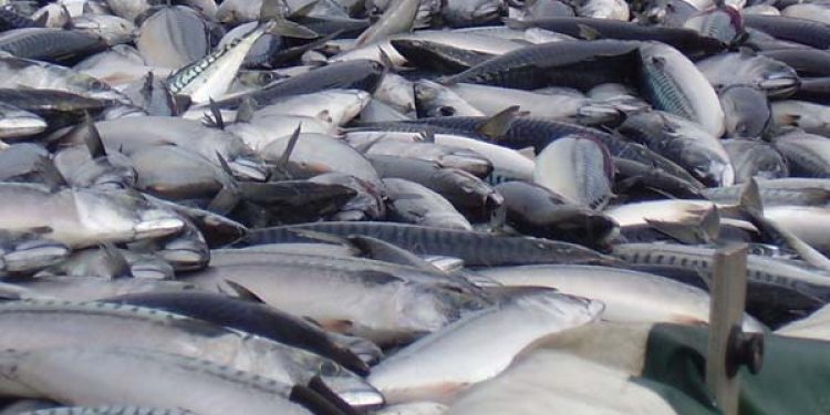 Makrel krig under opsejling. Foto: FiskerForum