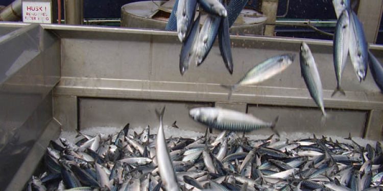 Makrelsagen kan udløse dansk valg  Foto: FiskerForum