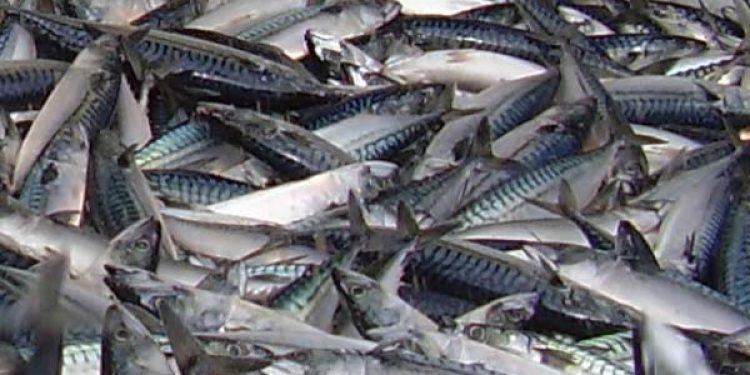 Island tildeler sig selv en skyhøj makrelkvote for 2013.  Arkivfoto: Makrel - FiskerForum