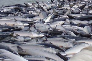 Island tjener kassen på omstridt makrel.  Arkivfoto FiskerForum