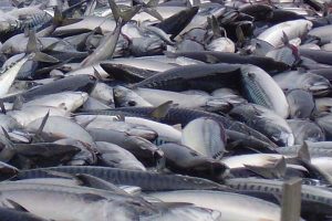 Norge øger eksporten af fisk.  Arkivfoto: makrel - FiskerForum