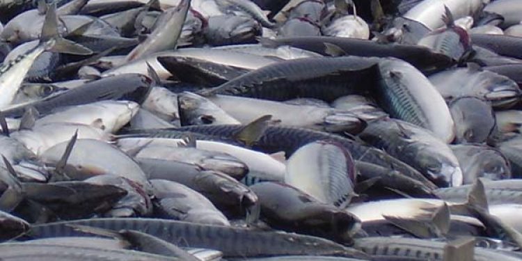 Norge øger eksporten af fisk.  Arkivfoto: makrel - FiskerForum