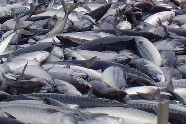 Read more about the article Norge øger eksporten af fisk