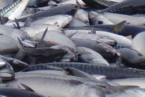 Makrel mængde og zonetilhørsforhold i Norsk Økonomisk Zone (NØS)  foto: Makrel - FiskerForum