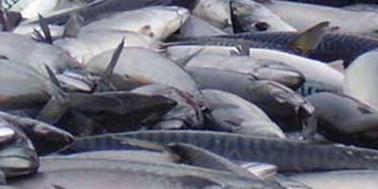 Makrel mængde og zonetilhørsforhold i Norsk Økonomisk Zone (NØS)  foto: Makrel - FiskerForum