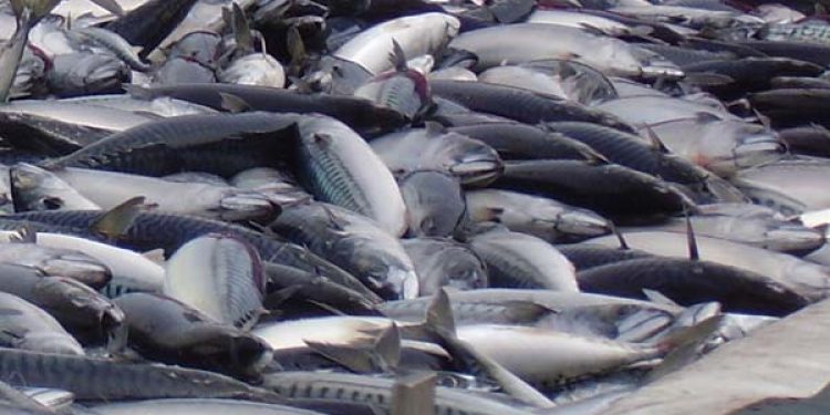 Internationale forskere melder om færre makrel i de Islandske farvande.  Arkivfoto: Makrel - FiskerForum