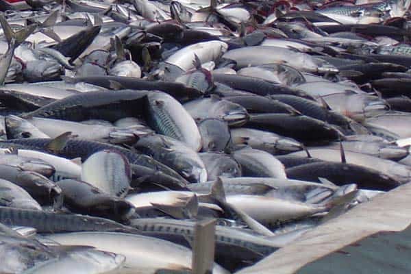 Read more about the article Internationale forskere melder om færre makrel i de Islandske farvande.