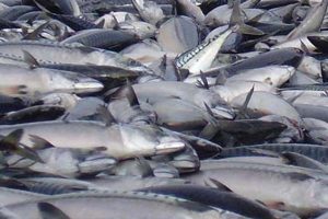 Reduceret fødeforhold ved forårstid giver færre makrel i Nordsøen.  Foto: FiskerForum