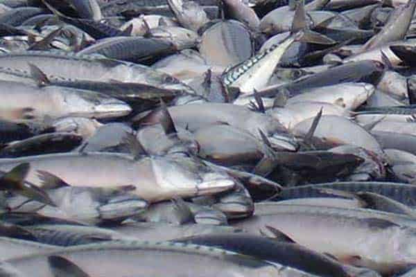 Read more about the article Reduceret fødeforhold ved forårstid giver færre makrel i Nordsøen