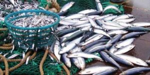 Kriterier for det grønlandske pelagiske fiskeri 2018