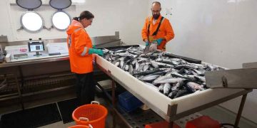 Det årlige og storstilede makreltogt i Nordatlanten er halvvejs. I år har de norske forskere sat ekstra hårdt ind i de områder, hvor fiskestimerne står tættest, for at give kvoteforhandlingerne det mest præcise datagrundlag overhovedet. foto: Arne Johannes Holmin Hi.no