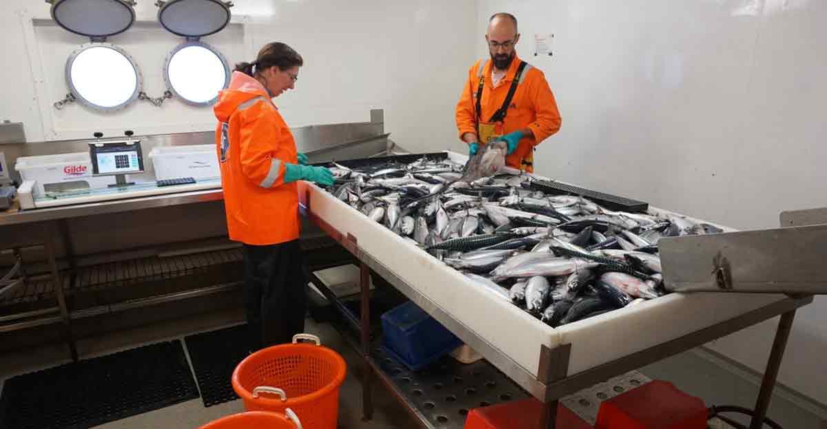 Read more about the article Forskningsskibe på vigtig mission: Nu tælles millioner af makrel i Norskehavet