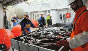 Det er fjerde år at HI lejer fiskefartøjerne »Vendla« og »Kings Bay« til makreltogtet. Her er forskningstekniker Frøydis Tousgaard Rist Bogetveit og Ørjan Sørensen i gang med at sortere fangsten. Ivar Magne Østervold og Lawrence John Riley er mandskab på »Vendla« (Arkivfoto: Leif Nøttestad)