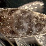 Hvidpletsyge-fisk kan være fortid