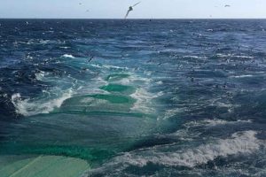 Fiskeolie har markant lavere CO2-aftryk end plantebaserede foderingredienser