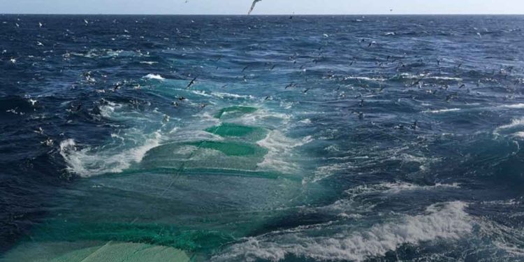 Fiskeolie har markant lavere CO2-aftryk end plantebaserede foderingredienser