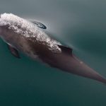 Danmarks mindste hval er plaget af støj   Foto: Danmarks mindste hval - Marsvinet - FiskerForum
