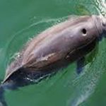 Norske forskere søger større viden om marsvin  foto: den lille tandhval