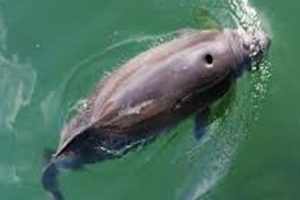 Norske forskere søger større viden om marsvin  foto: den lille tandhval